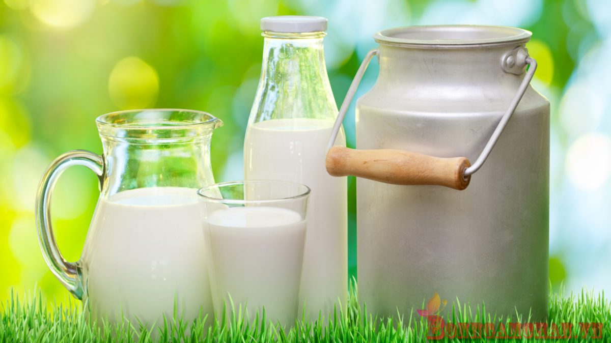 Điều Chỉnh Chế Độ Uống Sữa Cho Người Bị Bệnh Gout